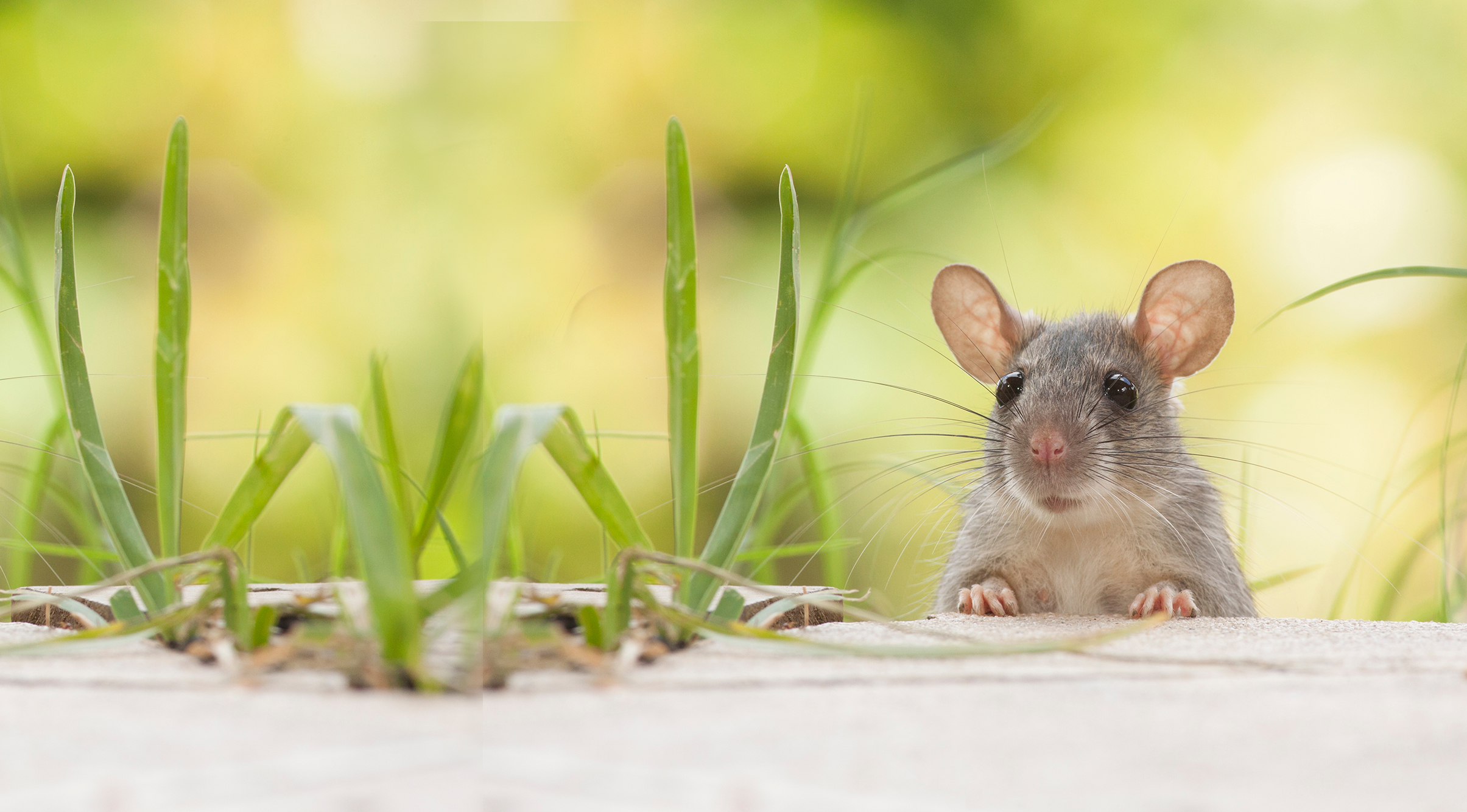 washington pest control mouse